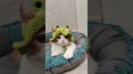 Лайки моей любимой Зайке. Котёнок Скоттиш Страйт в огненной рыжей шубке .mp4