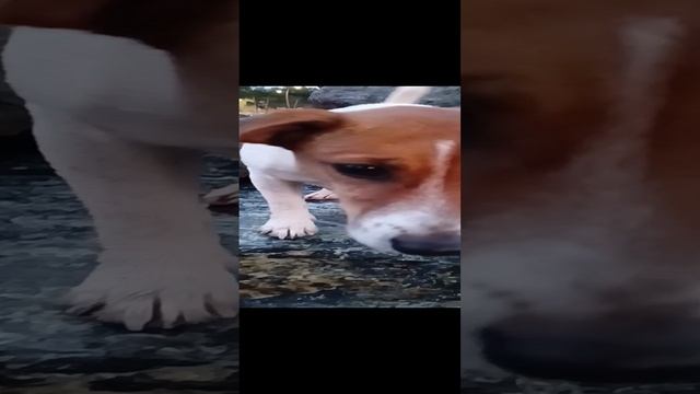 Джек-Рассел Жасмин 🐕 встречает Закат на Море 🌊🌊🌊.mp4