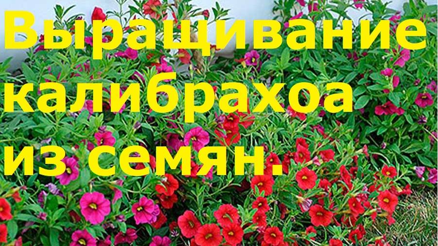 Выращивание калибрахоа из семян.
