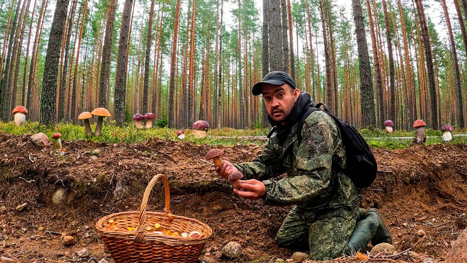 МЕЧТА СБЫЛАСЬ! КУДА НИ ГЛЯНЕШЬ - ВЕЗДЕ ГРИБЫ! ТИХАЯ ОХОТА НА БОРОВИКИ В СОСНОВОМ БОРУ | ГРИБЫ 2023