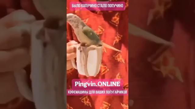 Было Капучино. Стало Попучино. Кофемашины на Pingvin.ONLINE