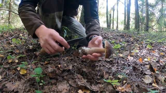 Чудесные находки в осеннем лесу