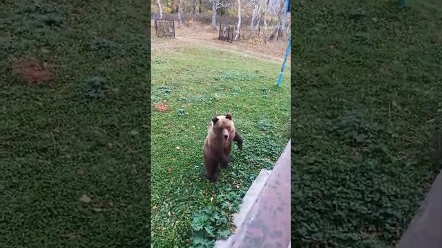 Медведь на Камчатке прогулялся по участку!