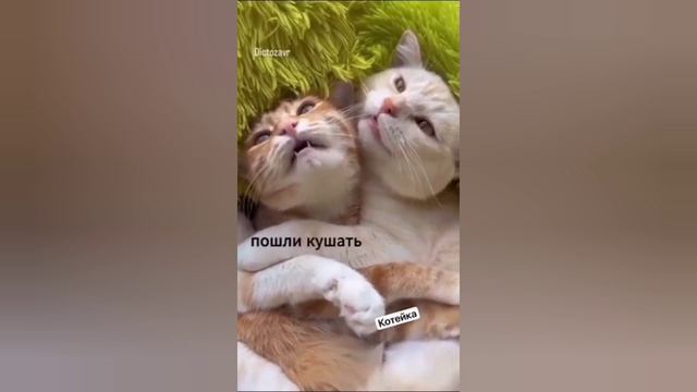 ПРО КОТОВ И ПРО ЛЮДЕЙ😊👍