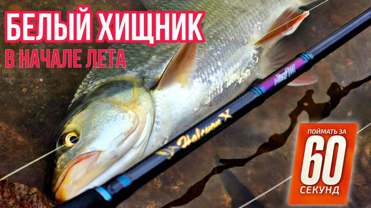 Жерех в начале лета