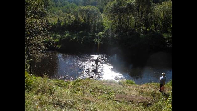 Много ягод брусники в Новгородском лесу