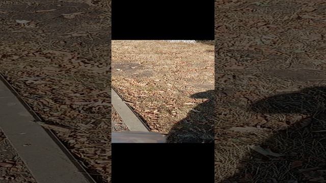 нашёл краснокнижника