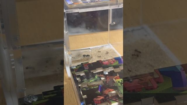 🐜 Мурашечки 🐜
