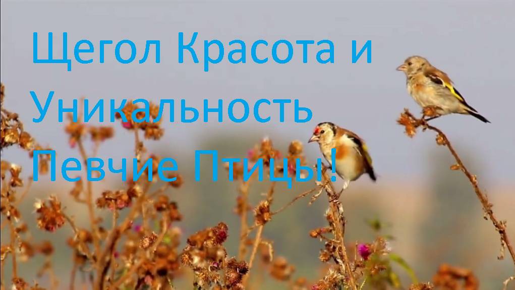 Щегол Осенью Уникальность Красота Черноголового Щегла - Певчие Птицы, Которых Вы Должны Увидеть!