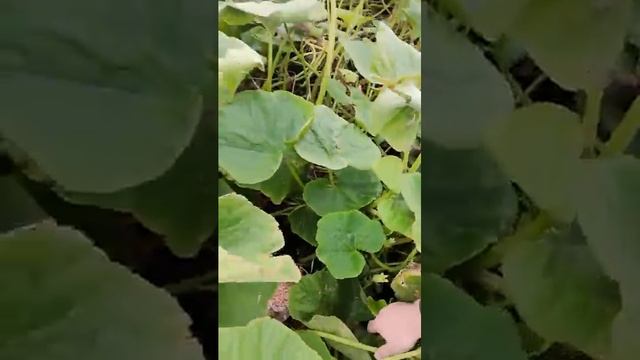 Сбор урожая (сентябрь)