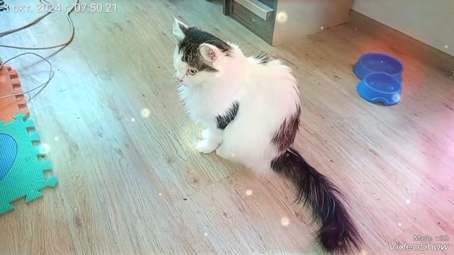 Симка 🐈 задумалась!🤔 четверг 03.10.2024.mp4