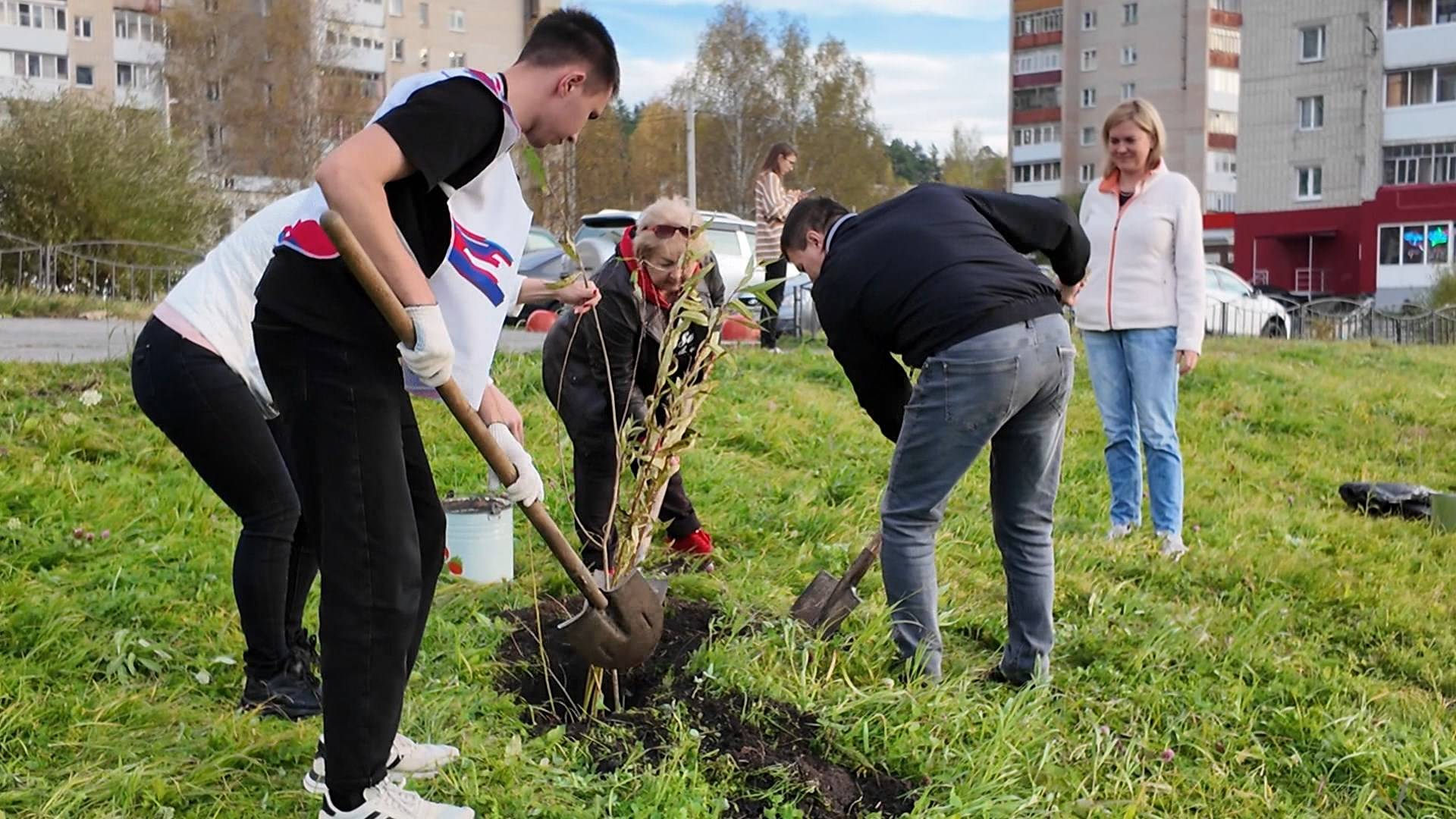 В районе машзавода появилась аллея с шаровидными ивами