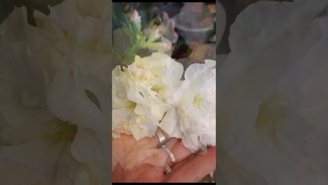 Ещё не много красоты. Адениумы - как же вы красивы!!!!