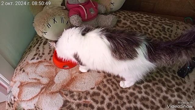 Симка 😽Китти 😺, ♥️ среда 02.10.2024.mp4