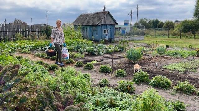 ОДИН ДЕНЬ ГОД КОРМИТ/ВЫКОПАЛИ КАРТОШКУ/СОБРАЛИ ЗЕЛЕНЫЕ ПОМИДОРЫ/ПРИБАВЛЕНИЕ К СЧАСТЬЮ