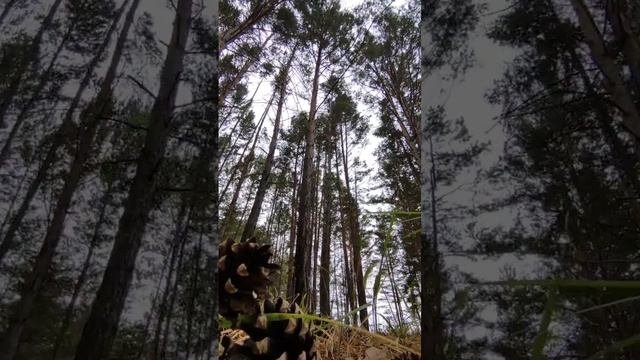 Сибирь до последнего баловала нас прекраснейшей погодой. Сегодня она тоже грустит. Пора