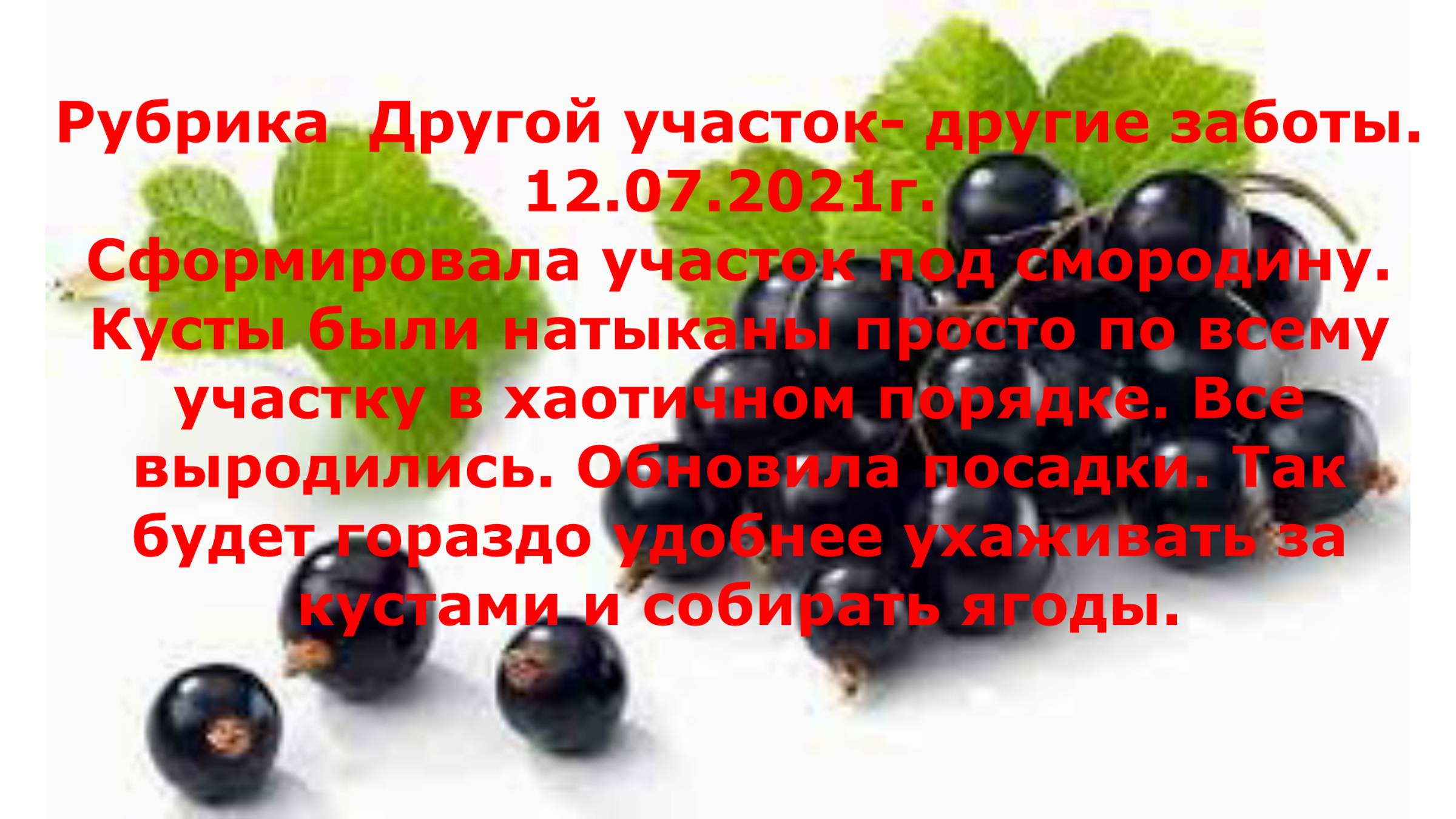 Дача № 2. Выпуск 2. 
 Смородина. Сформировала  на участке небольшой периметр под смородину.