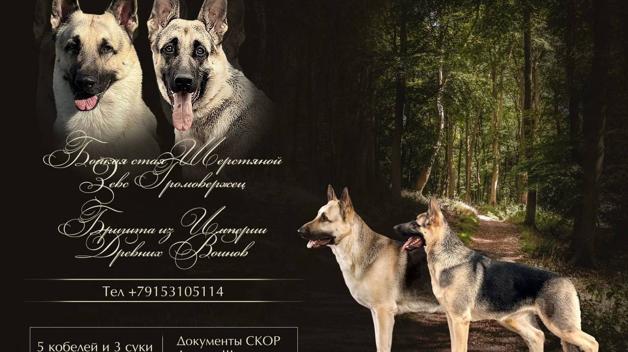 щенки ВЕО (Москва) продажа