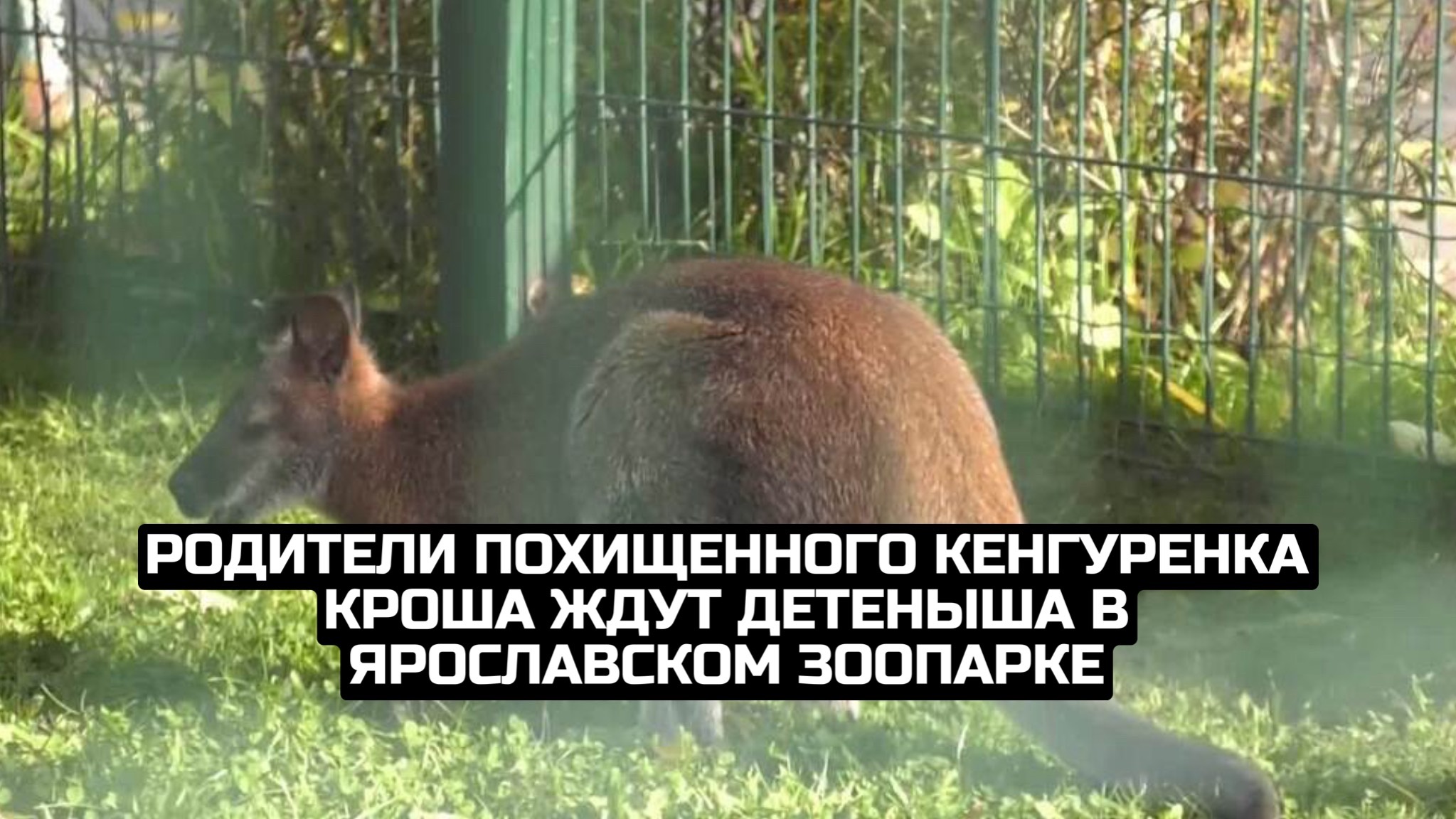 Родители похищенного кенгуренка Кроша ждут детеныша в Ярославском зоопарке