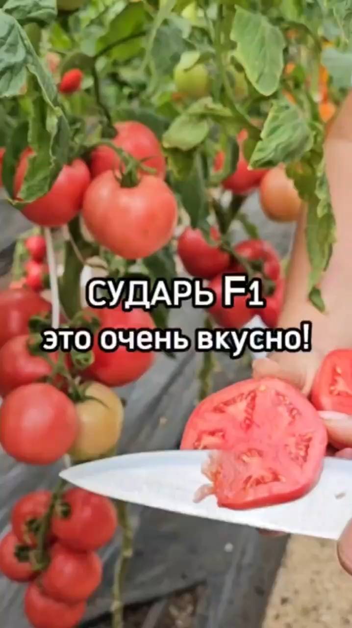 Почему этот томат такой изысканный и урожайный?