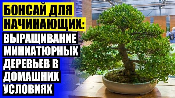 Купить большое комнатное растение ☑ Комнатные деревья виды