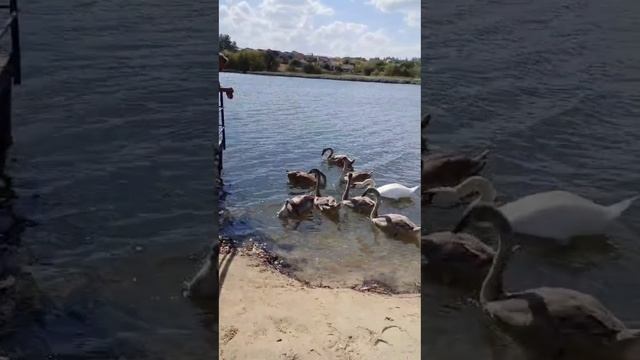 Лебяжий. Вейделевка 🦢🦢🦢🦢🦢🦢