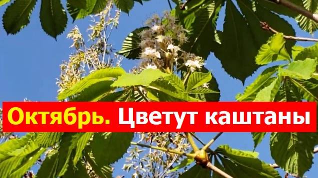 240930 В чудном городе Орле цветут каштаны в октябре Чудо природы Расцвели каштановые деревья г Орёл