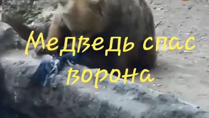 Медведь спас ворона