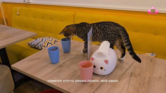 VLOG КОТОМАНИЯ #котомания #антикафе #котики