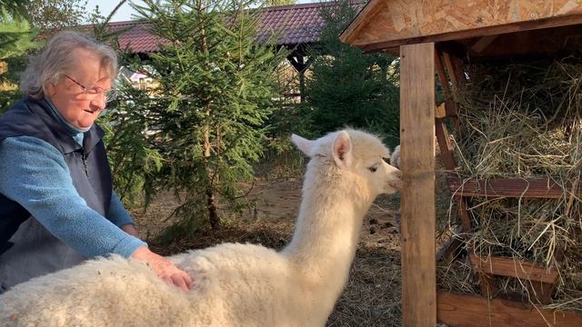 В гости к Альпакам . Альпака - парк «Кострома - Перу»