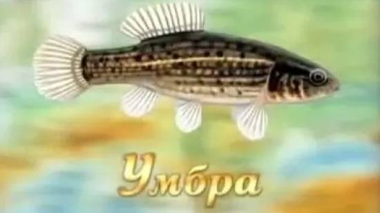 Умбра (евдошка)