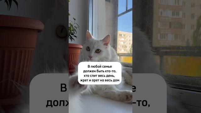 Лучшая работа в мире 😹