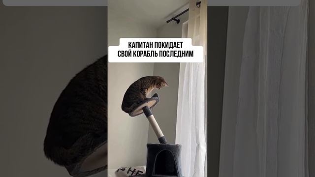 Капитан покидает свой корабль последним #коты #юмор