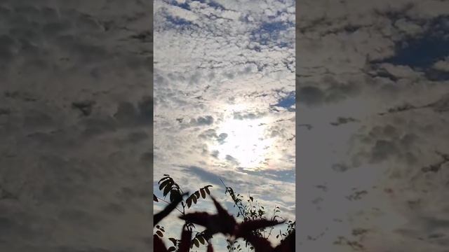 petal_20241002_205024.mp4