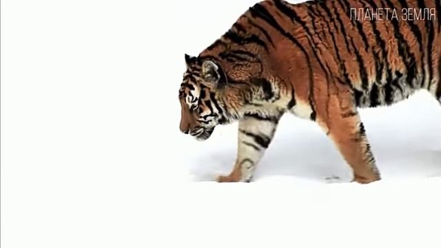 АМУРСКИЙ ТИГР КОРОЛЬ ТАЙГИ.