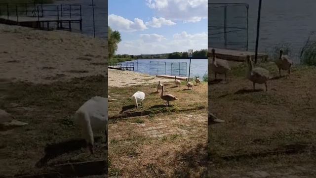 Лебяжий. Вейделевка 🦢🦢🦢🦢🦢