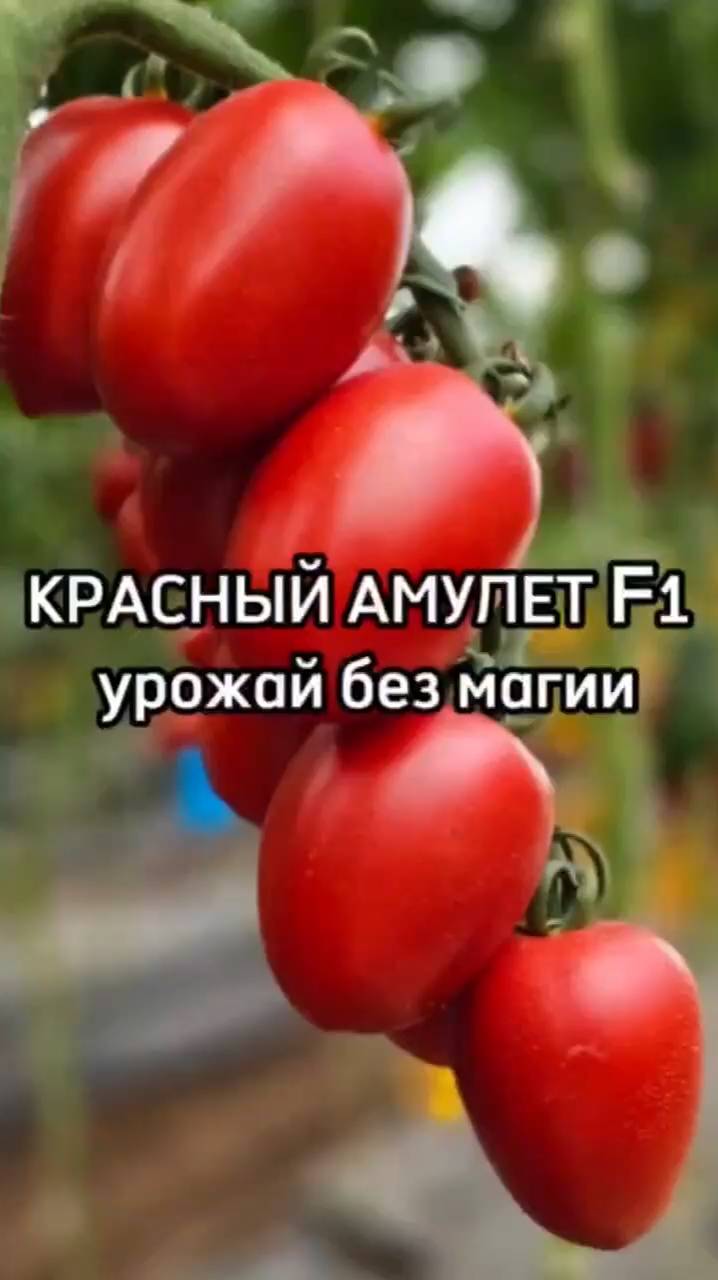 ЭТАЛОН среди томатов для консервирования и маринования.