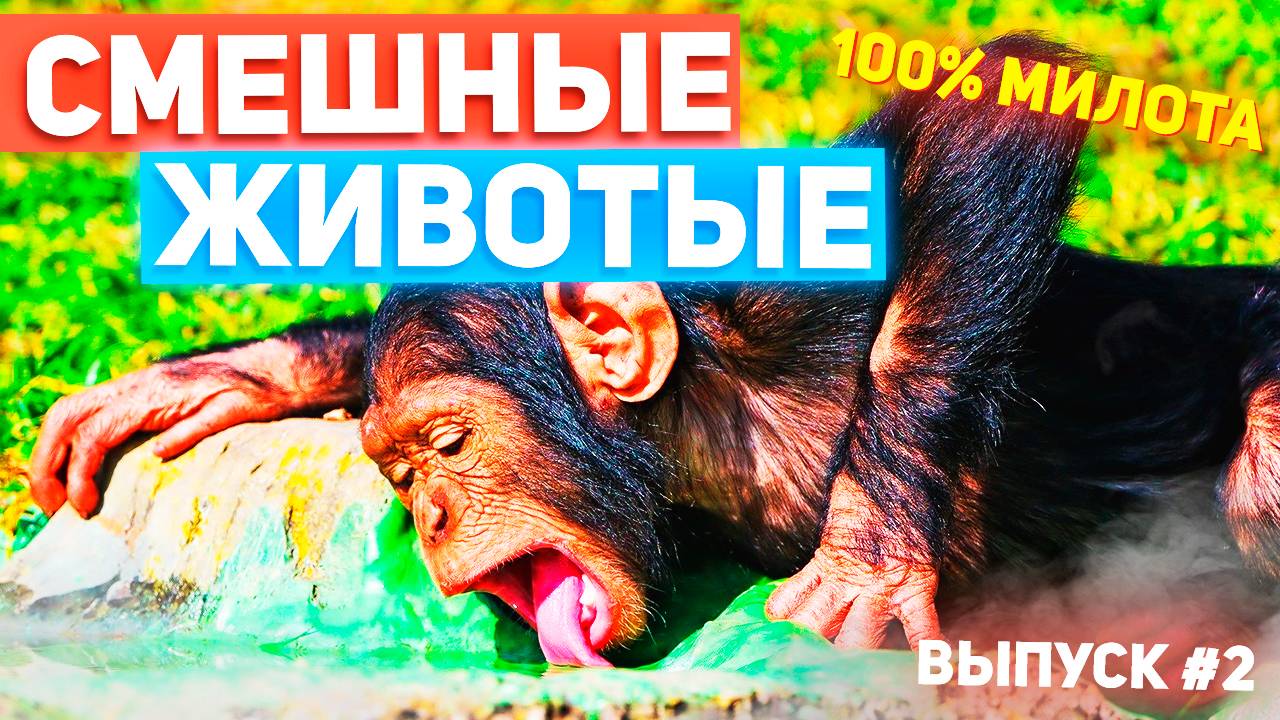 😻 МЕМНЫЕ ЖИВОТНЫЕ ВЫПУСК #2 | СМЕШНЫЕ ПРИКОЛЫ С ЖИВОТНЫМИ | С ОЗВУЧКОЙ 😻