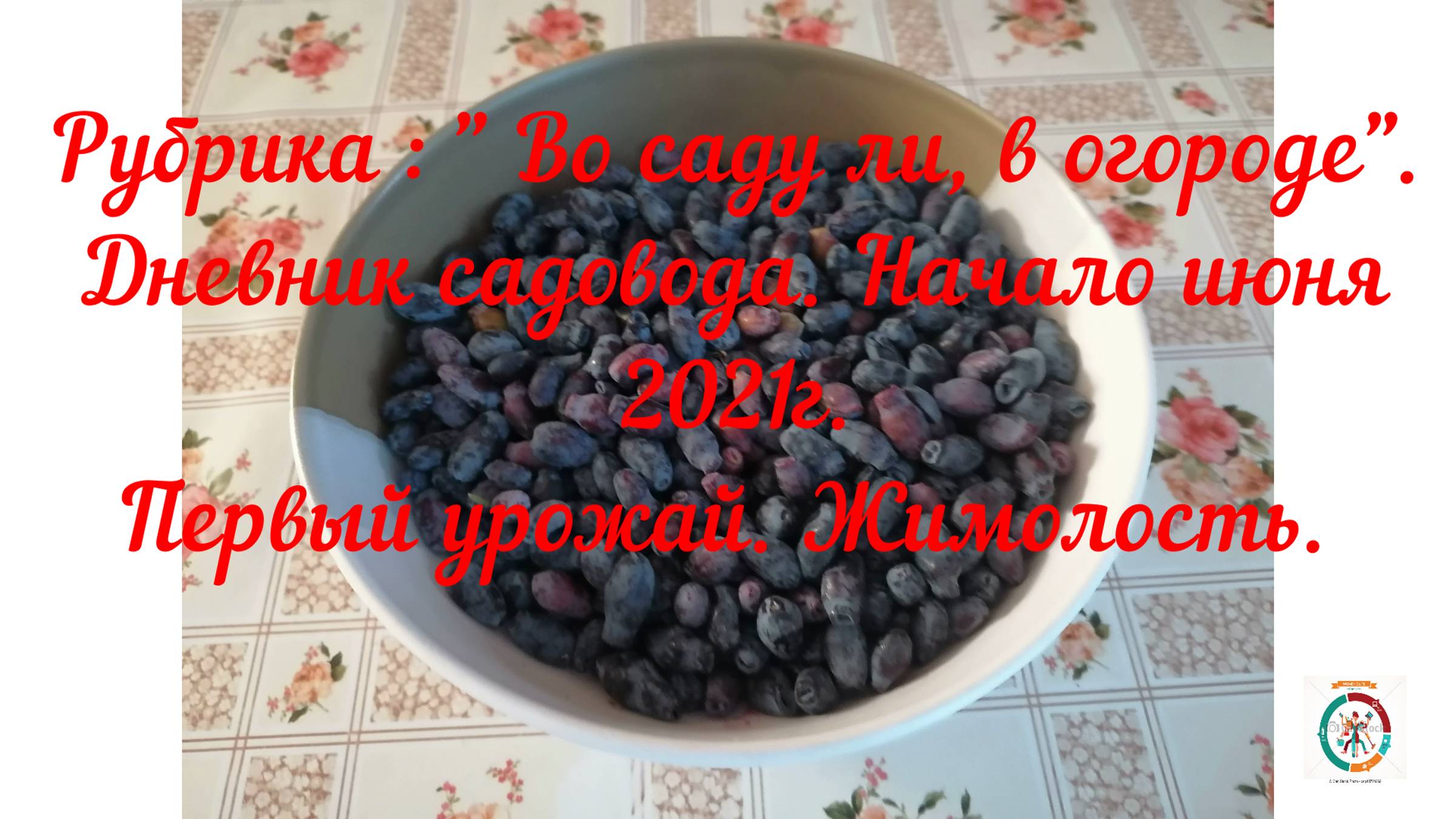 Дача № 1.  Выпуск 6
.
Жимолость. Начало июня. Первый урожай и заготовка.