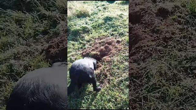 Что называется: и смех, и грех 😂😠 Огород как после бомбежки...