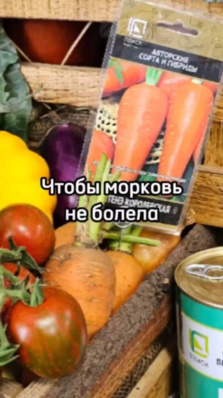 2 простых шага, чтобы получить большой урожай моркови!