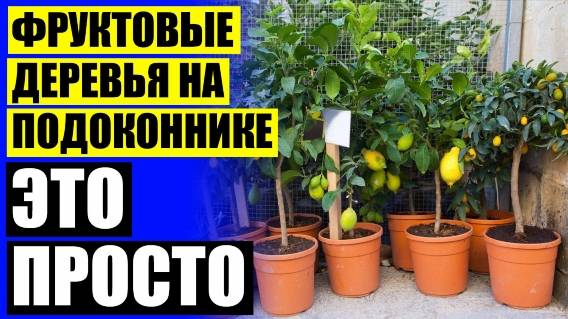 ❕ Комнатные растения которые не любят свет ⛔ Мини мандариновое дерево