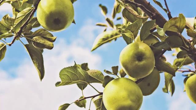 Shiny Green Apples