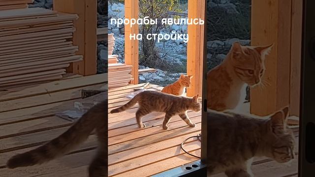 Проверочная комиссия 😺 #юмор #котики #смешныекоты #дача #стройка #крым