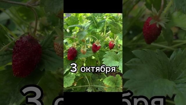 03-10-2024 Глазам не верю...