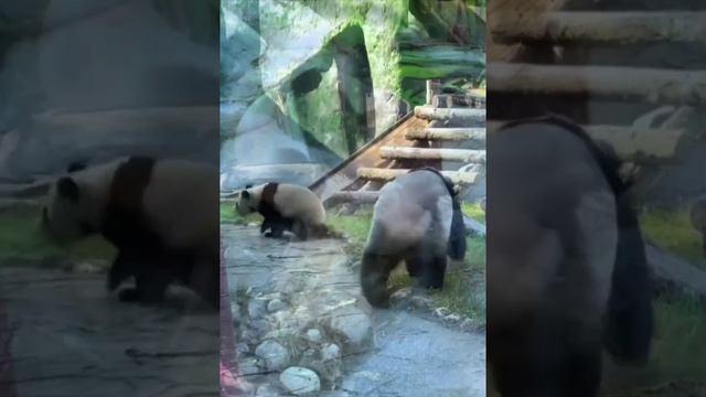 🐼Пандочка Катюша из Московского зоопарка с мамой вышли на прогулку🐼