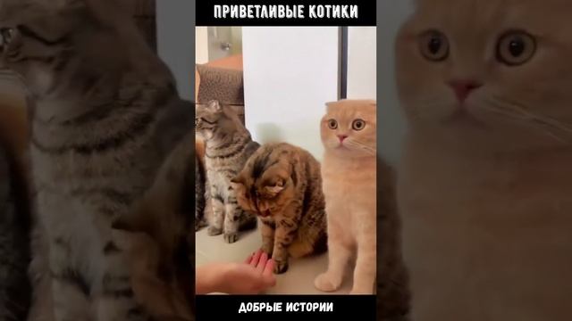 приветливые котики