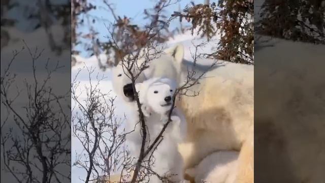 🐻❄️В течение жизни самки этих животных обычно рожают не более 10-15 детёнышей.
Потомство они прино