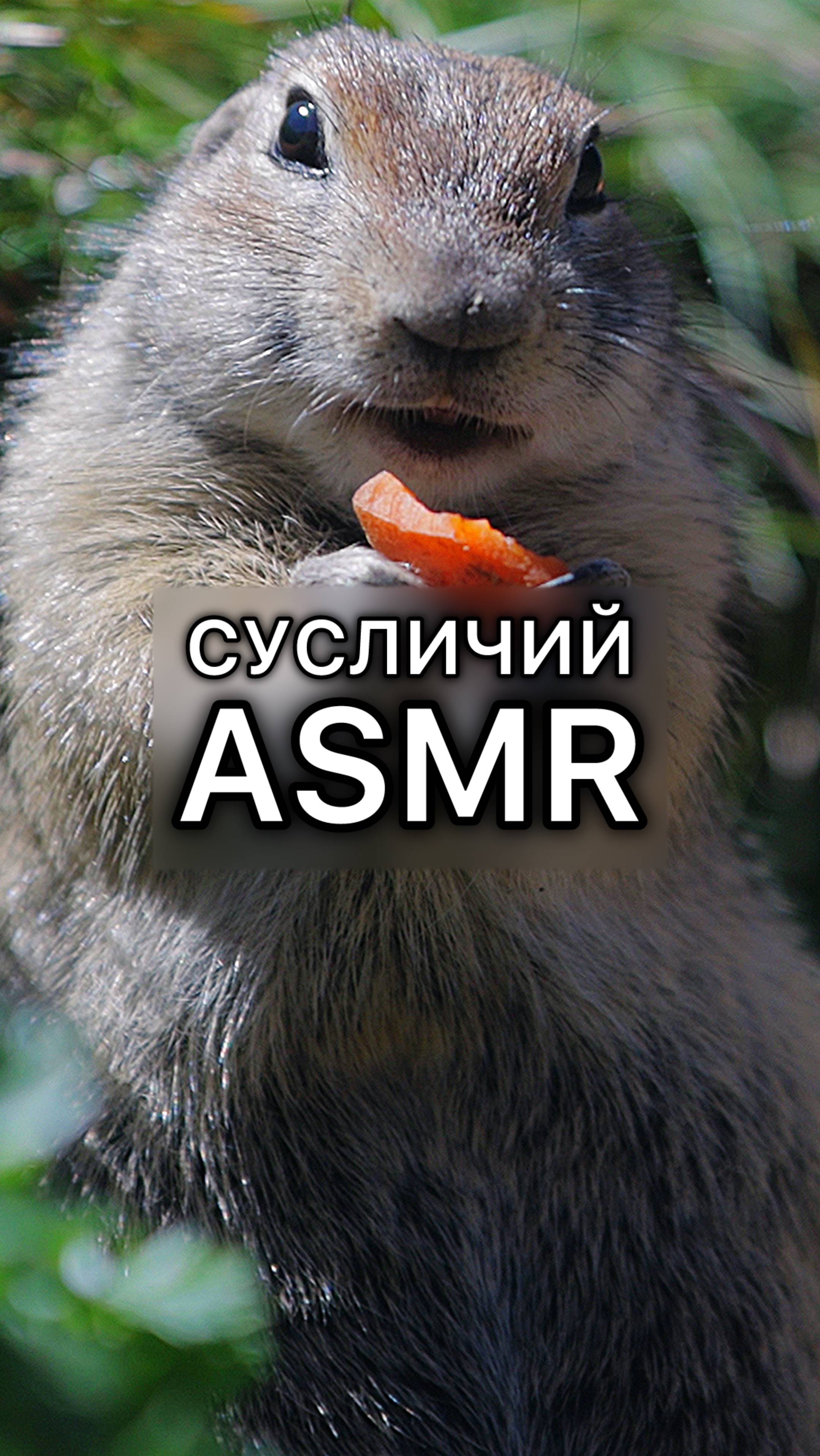 Сусличий ASMR