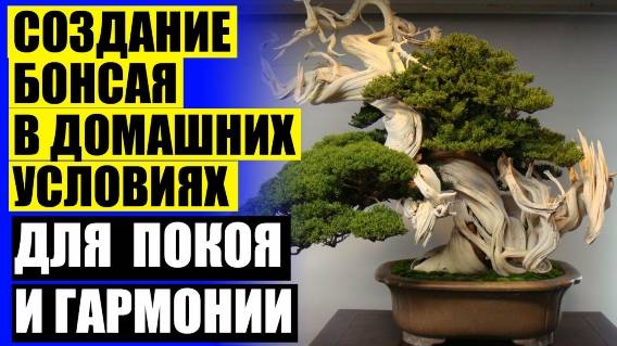 КУПИТЬ КОМНАТНЫЕ ЦВЕТЫ В СПБ ДЕШЕВО С ДОСТАВКОЙ ✔ БАНЗАЙ ДЕРЕВО ЖИВОЕ КУПИТЬ